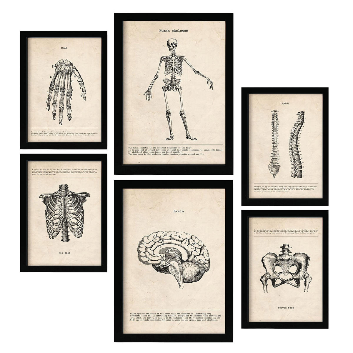 POSTER Set Mit 6 Skelett Medizinische Illustrationen Im Vintage Stil Von Anatomie, Körperteilen, Knochen Und Muskeln A3 & A4 Schwarzer Rahmen - Schwarz, Papier (29/3cm) - Nacnic