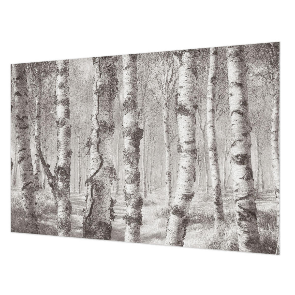 FOTOTAPETE 104x70 cm - Birkenwald - Schwarz, Textil (104/70cm) - Wallfluent
