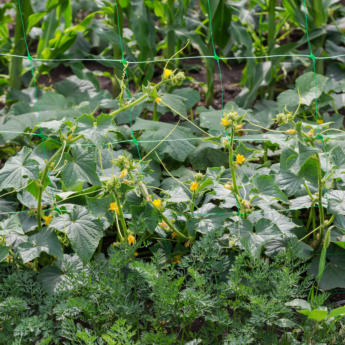 RANKNETZ - Grün, Kunststoff (750/200/0.1cm) - Relaxdays