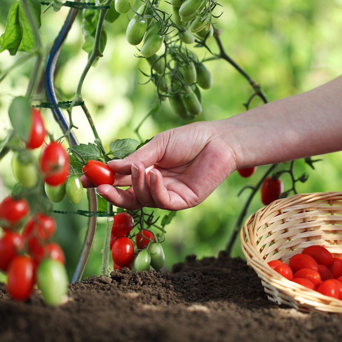 200XPFLANZENBINDER - Dunkelgrün, Kunststoff (0.9/23/0.2cm) - Relaxdays