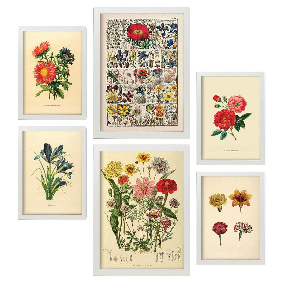 POSTER Set Mit 6 Blumen In Vintage A3 & A4 Weißer Rahmen - Weiß, Papier (29/3cm) - Nacnic