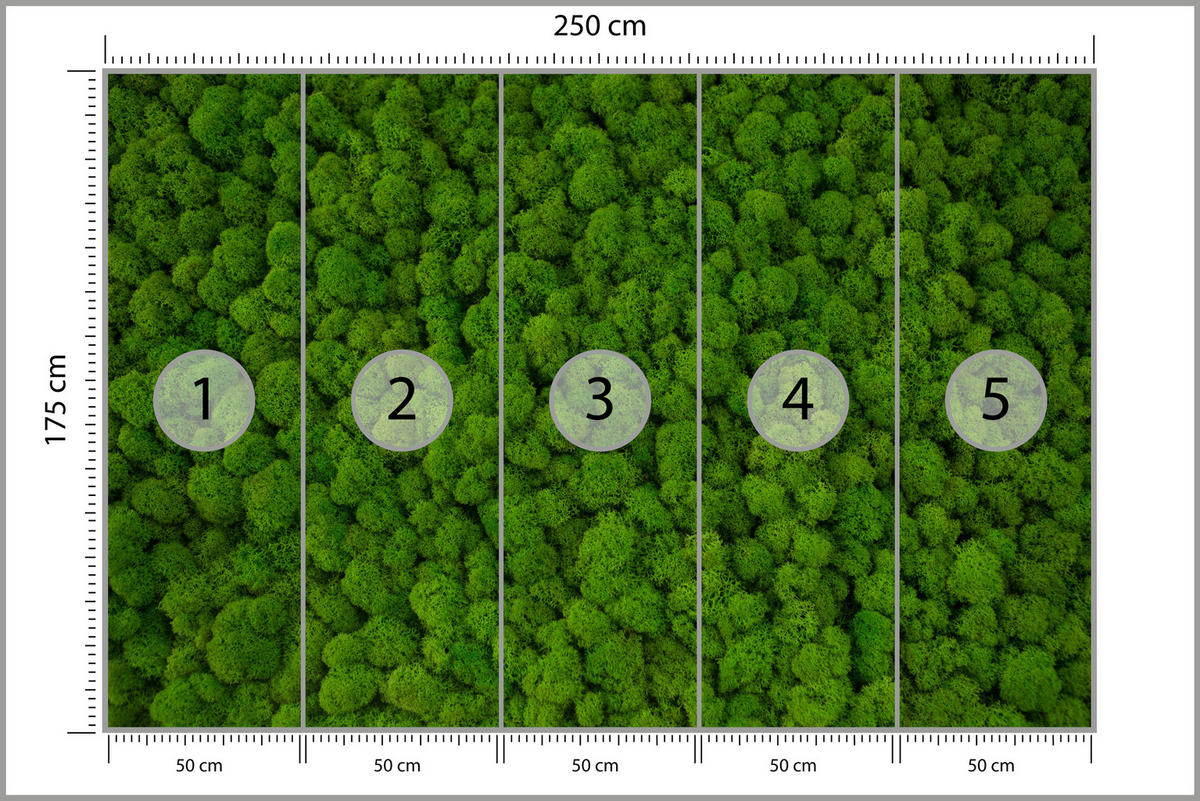 FOTOTAPETE für Jugendzimmer Dekorativer Grüner Moos Modern 250x175 - Grün, Papier (250/175cm) - Muralo