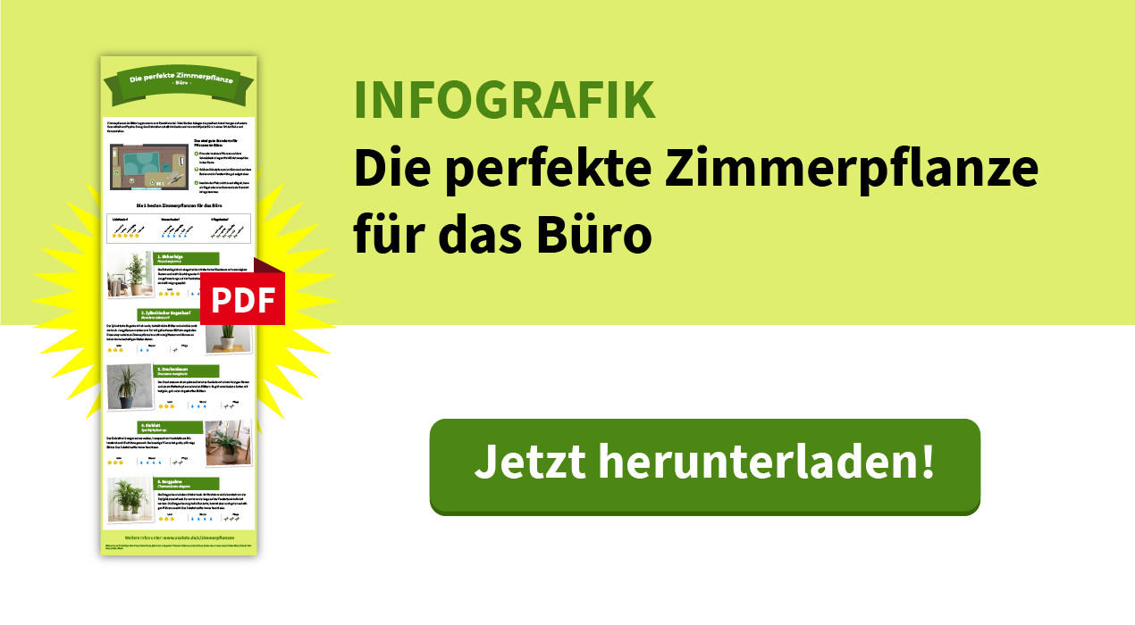 Download Infografik Büro, Die passende Pflanze für jedes Zimmer XXXLutz