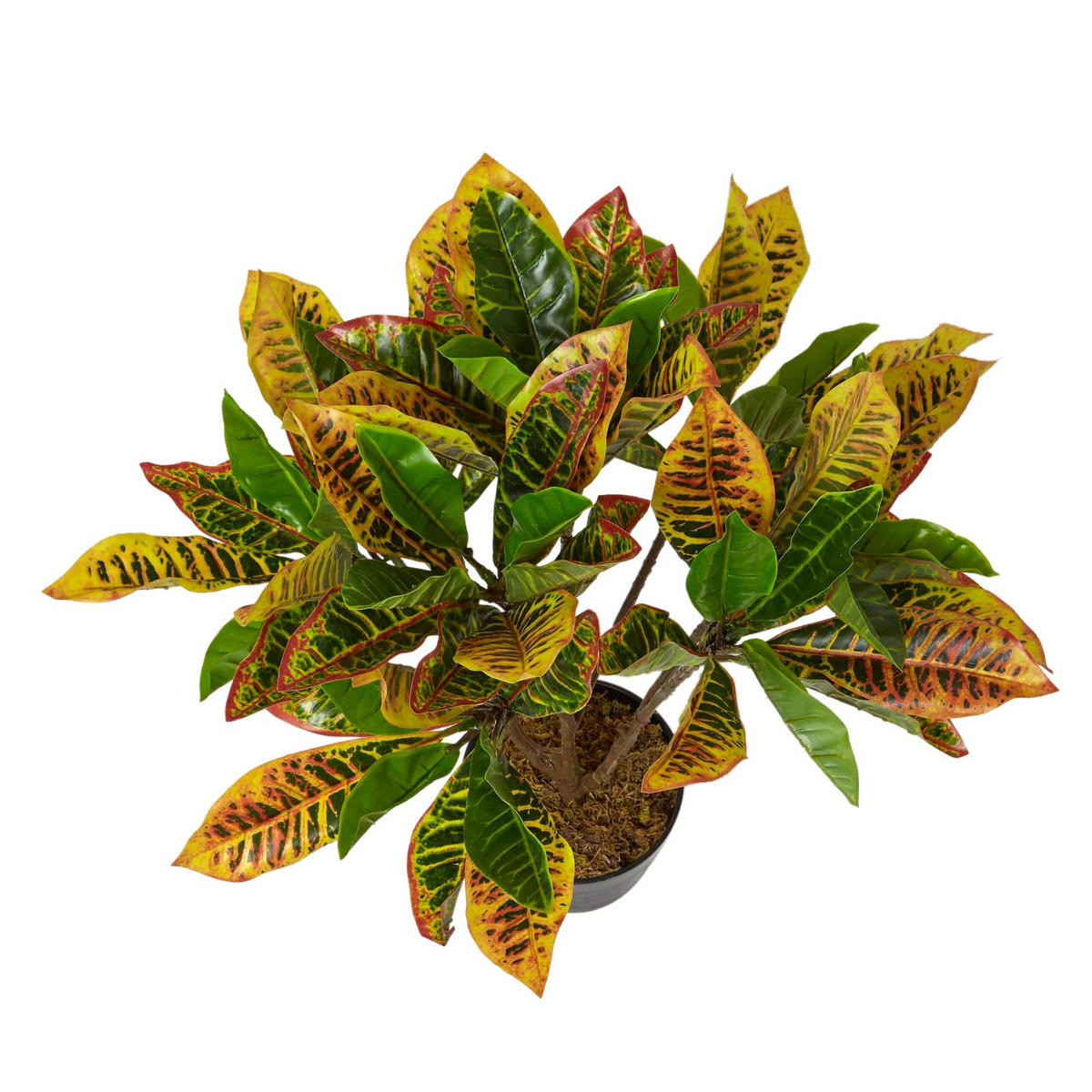 KUNSTPFLANZE Wunderstrauch grün, 65 cm - Grün, Kunststoff (65cm) - Homescapes