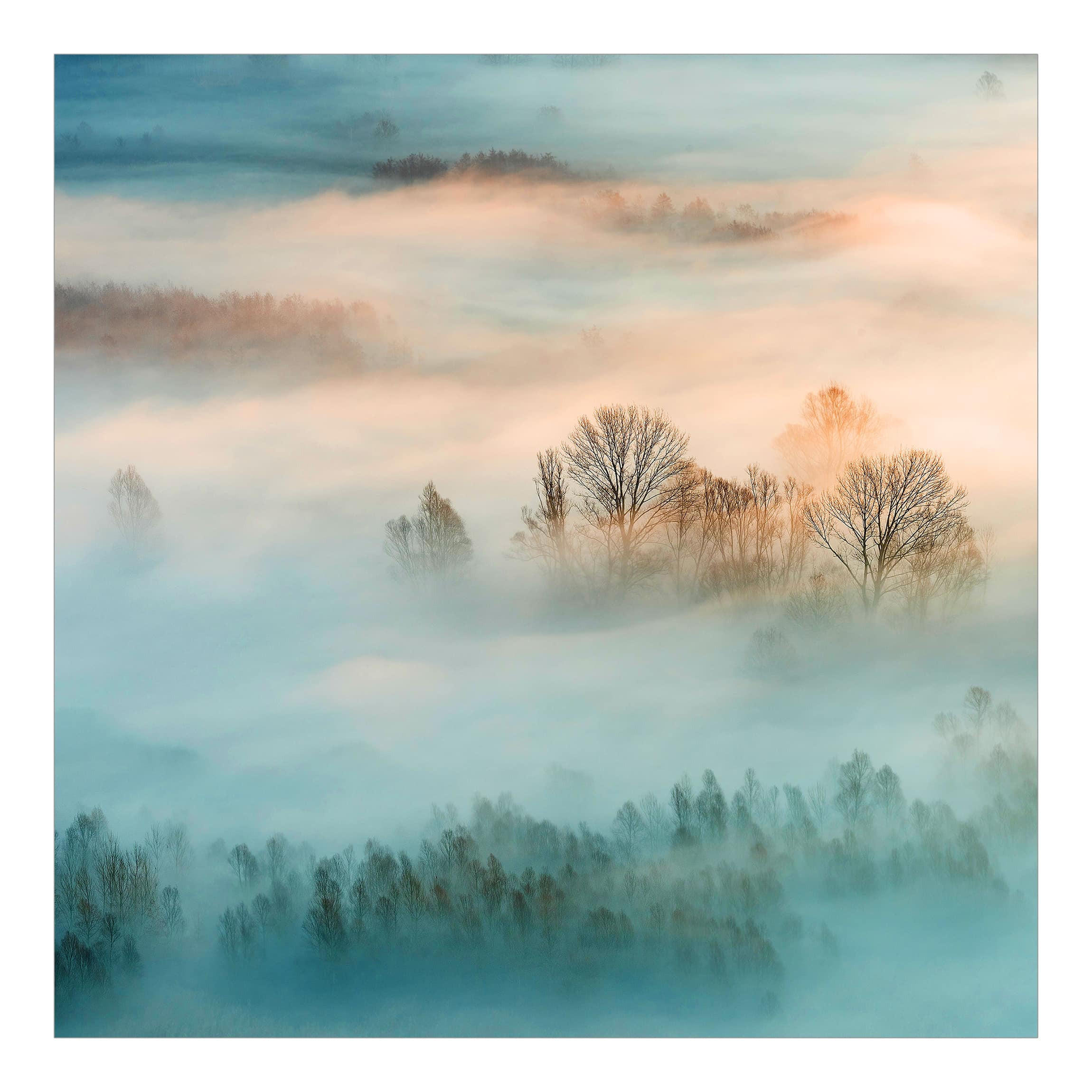 Bilderwelten Fototapete Eiche 288x288 cm