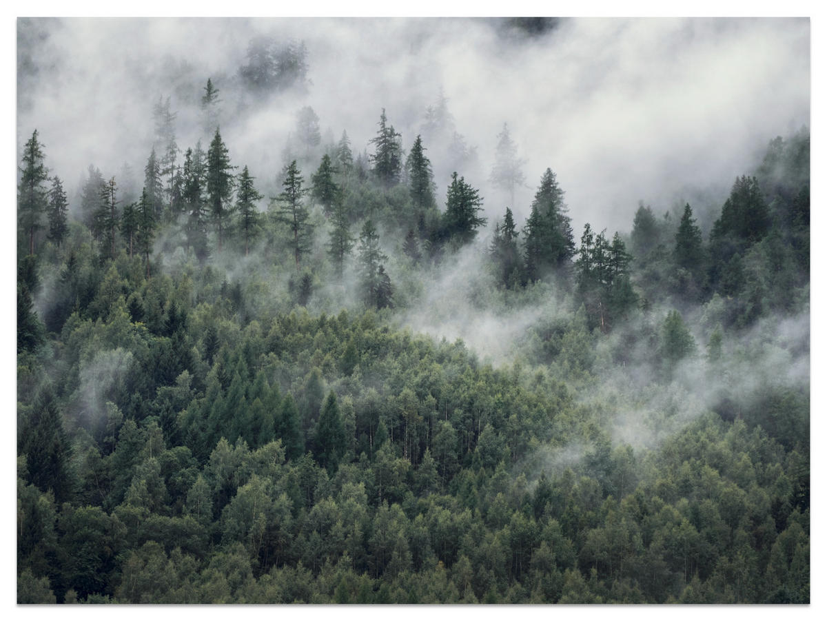 FOTOTAPETE für Schlafzimmer Morgennebel Nadelwald Bäume 500x350 - Weiß/Grau, Papier (500/350cm) - Muralo