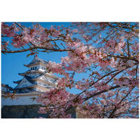 FOTOTAPETE Kirschblüte Japan Blau 300x210 cm - Multicolor, Papier (300/210cm) - Wallarena