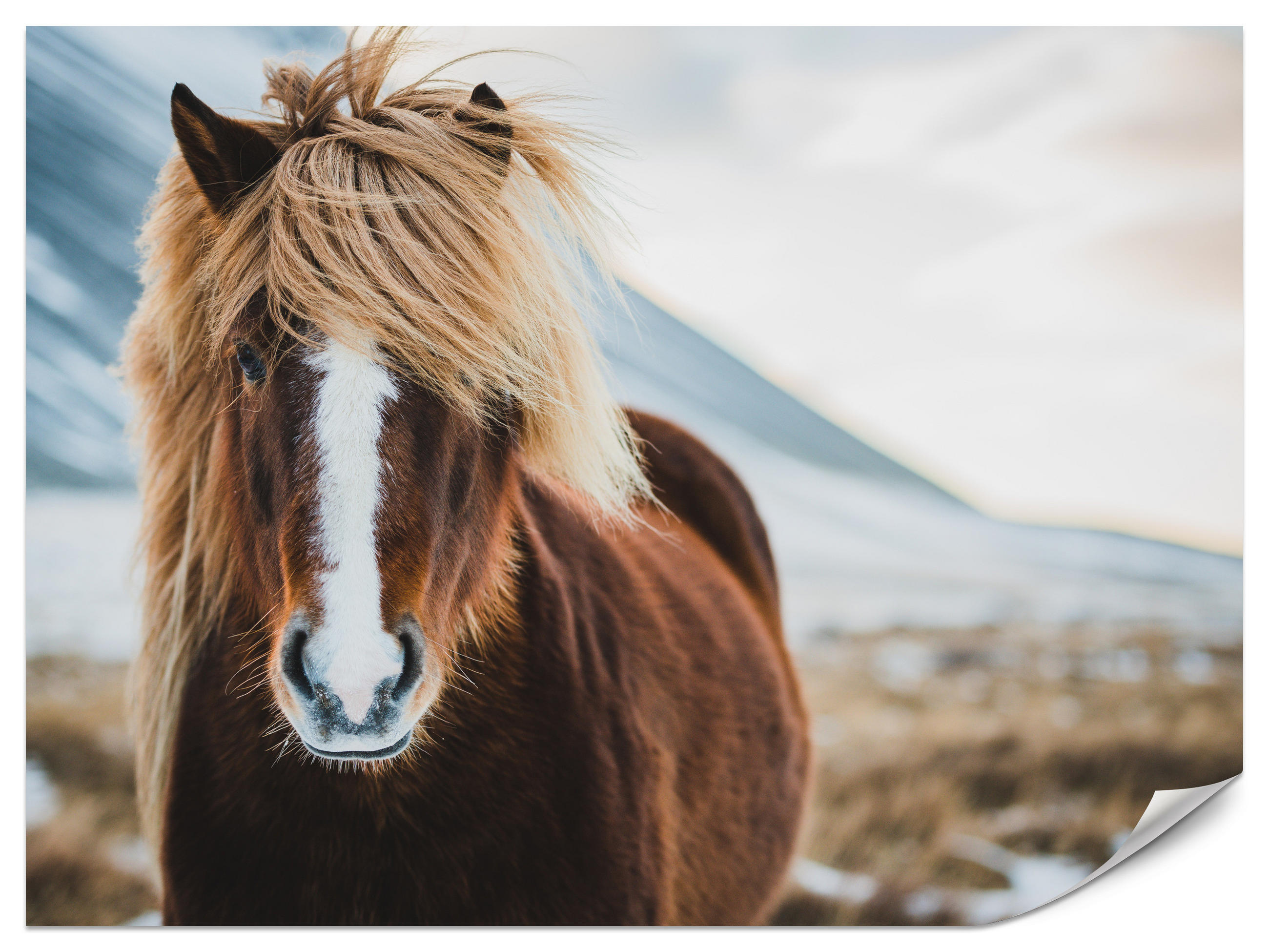 FOTOTAPETE für Schlafzimmer Isländisches Wildpferd Portrait Wiese 200x140 - Beige/Braun, Papier (200/140cm) - Muralo