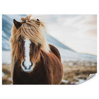 FOTOTAPETE für Schlafzimmer Isländisches Wildpferd Portrait Wiese 200x140 - Beige/Braun, Papier (200/140cm) - Muralo