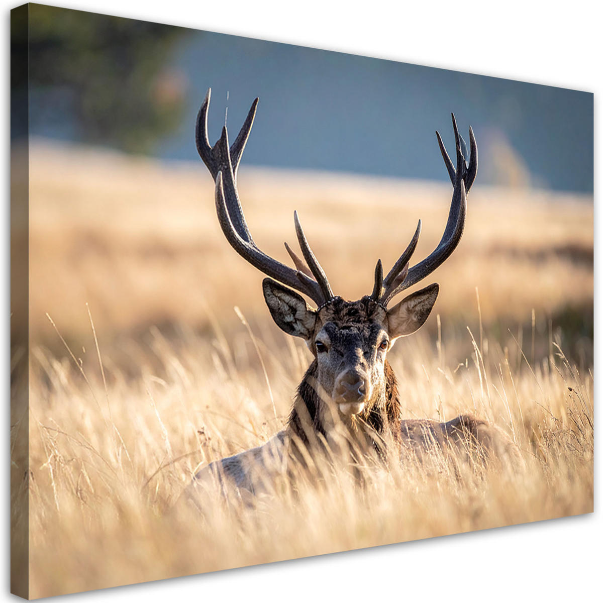 LEINWANDBILD Tiere 120x80cm - Beige, Textil (120/80cm) - Feeby