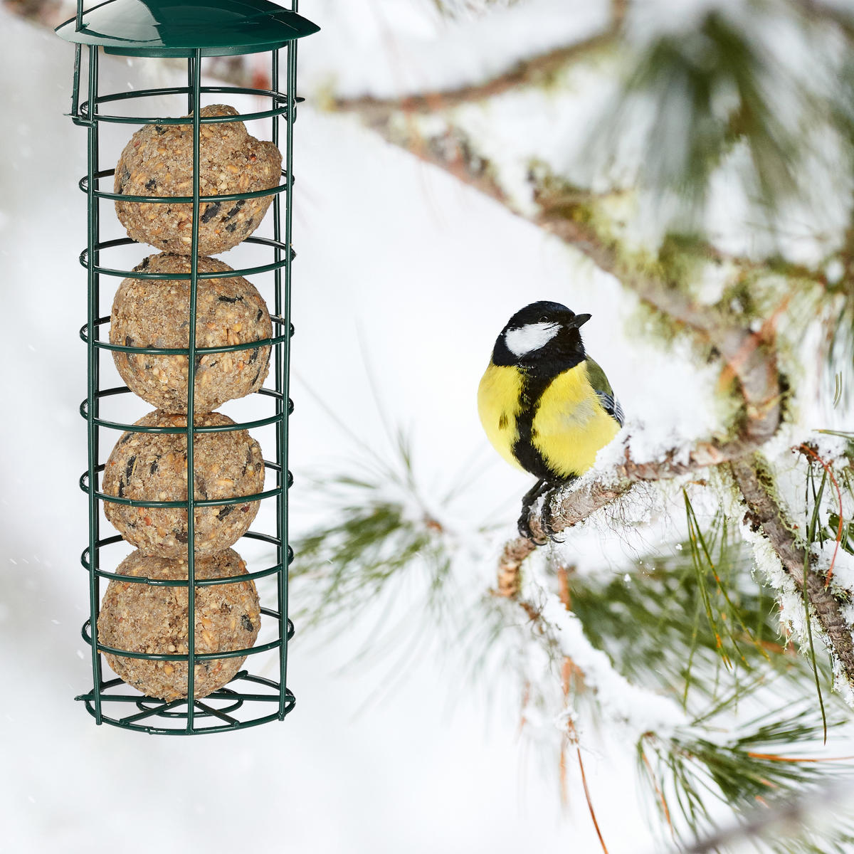 Meisenknödelhalter Wildvogel-Futterstation Vogelfutterstelle