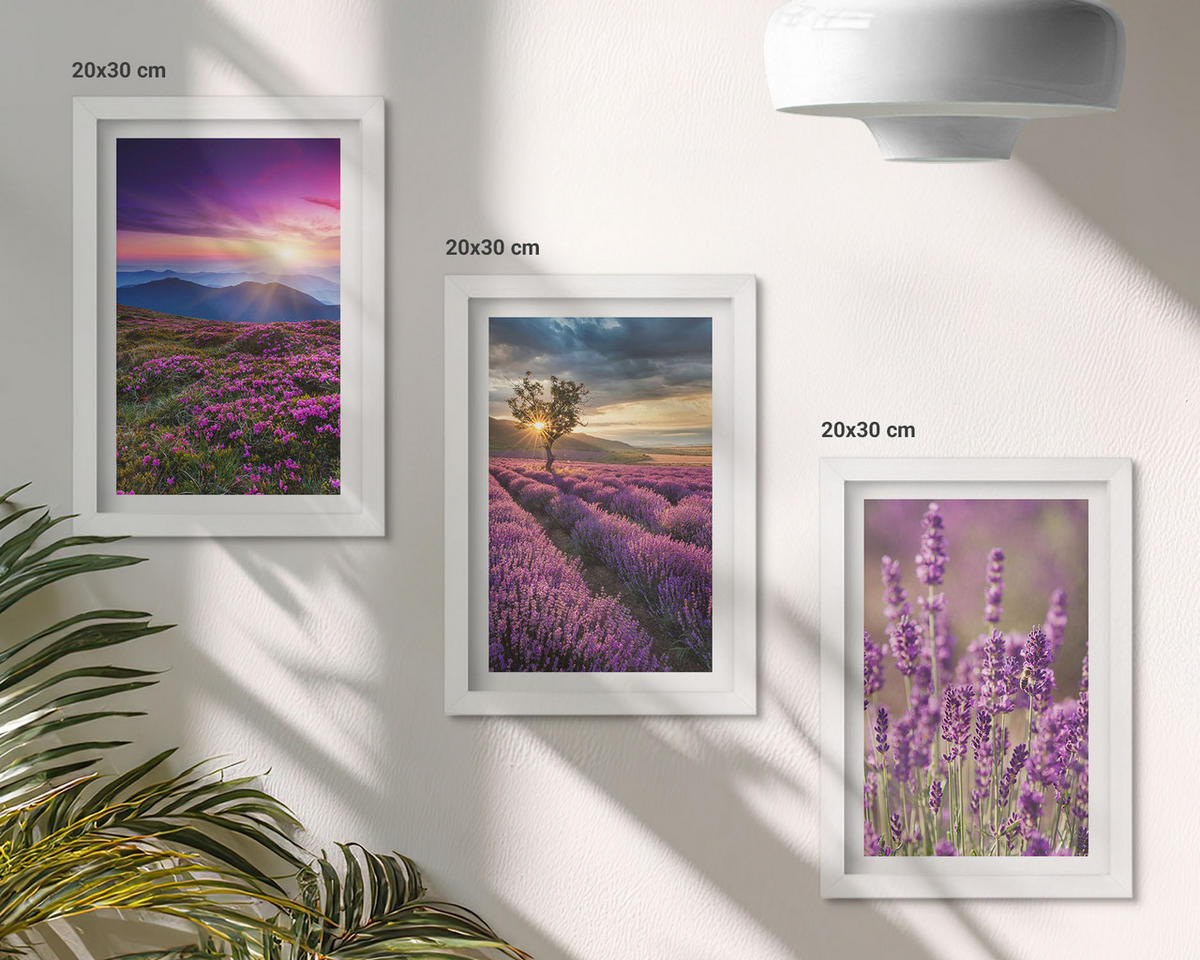 BILDER SET 3er Set - 20x30 cm Weißer Rahmen - Sonnenuntergang auf Lavendelfeldern - Weiß, Kunststoff (20/30cm) - TULUP
