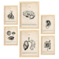 POSTER Set Mit 6 Organe Medizinische Illustrationen Im Vintage Stil Von Anatomie, Körperteilen, Knochen Und Muskeln A3 & A4 Rahmen Aus Hellem Holz - Beige, Papier (29/3cm) - Nacnic