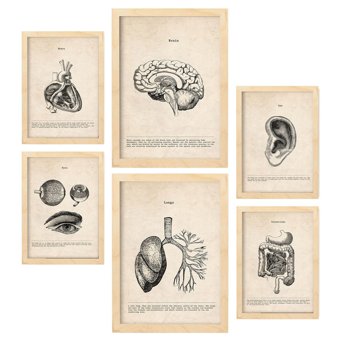 POSTER Set Mit 6 Organe Medizinische Illustrationen Im Vintage Stil Von Anatomie, Körperteilen, Knochen Und Muskeln A3 & A4 Rahmen Aus Hellem Holz - Beige, Papier (29/3cm) - Nacnic