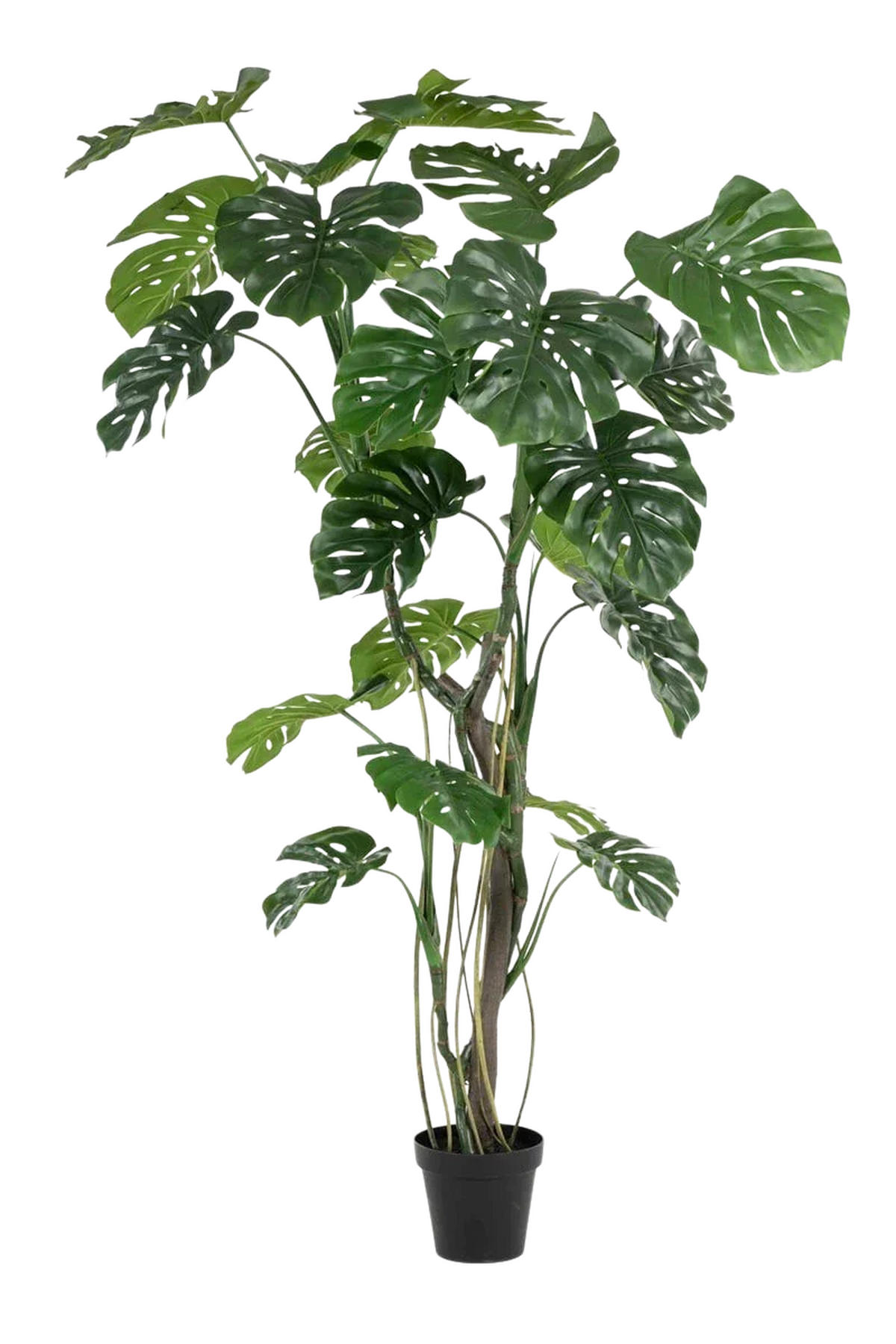 KUNSTBAUM Künstliche Monstera - Mogli 210 cm - Grün, Kunststoff (210cm) - Emerald