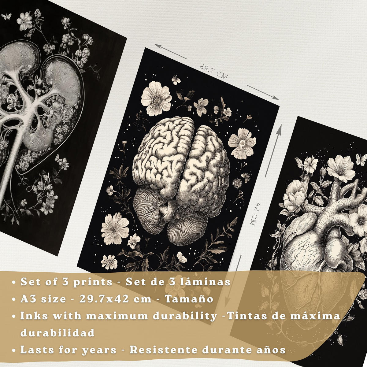 POSTER Set aus 3 Anatomie Mensch Drucke und Wandbilder mit Niere Harnsystem Gehirn und Herz Klassisches Schwarz Weiß Design Größe Rahmenlos A3 - Klar, Papier (29.7/42/3cm) - Nacnic
