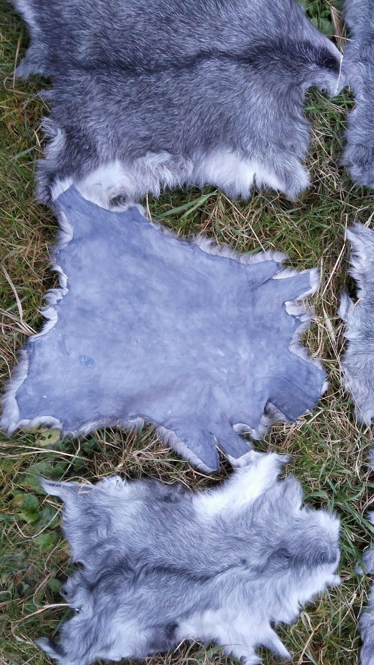 FELL Zickelfell Naturgrau ca. 30/40 cm, 50 Stück - Naturfarben/Grau, Fell (30/40cm) - Provellus