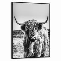 LEINWAND Bilder mit Rahmen - Kuh - Schottischer Hochländer - Schwarz - Weiß - Tier - Natur - Wildtiere - 70x100 - Schwarz, Textil (70/100cm) - MuchoWow
