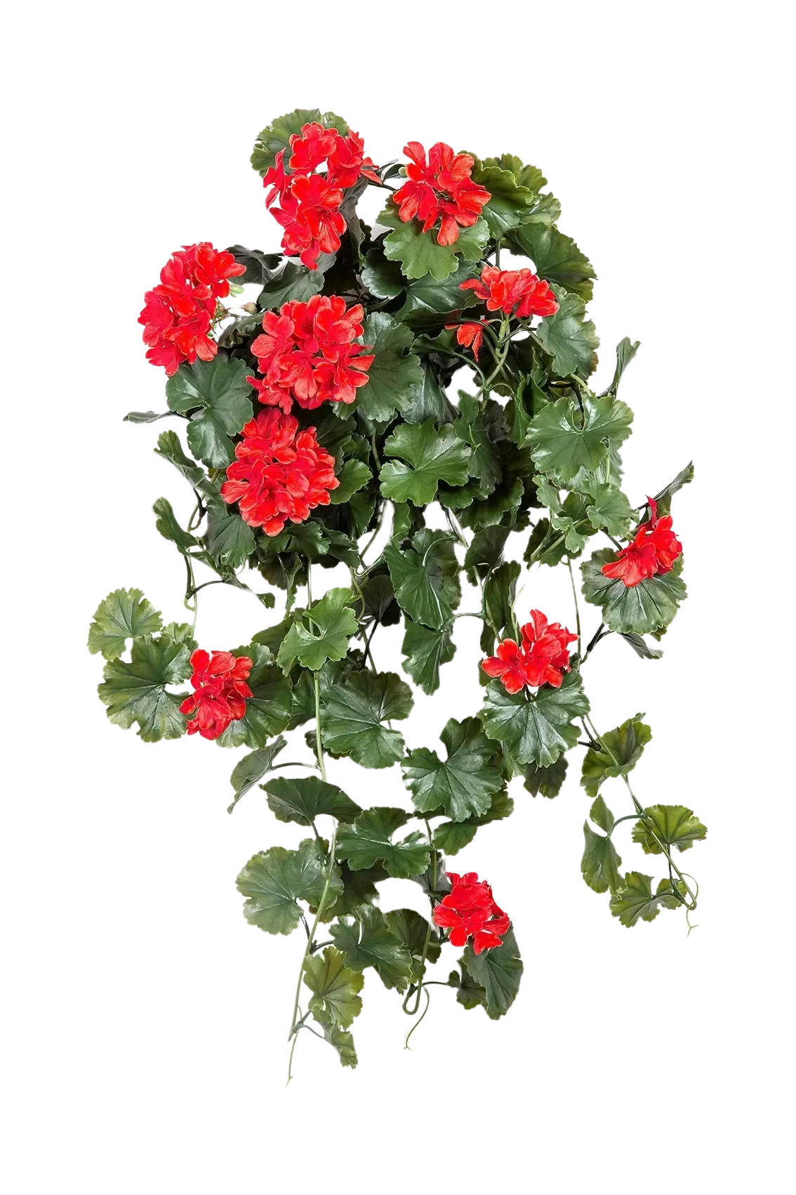 GERANIEN Künstliche Hängegeranie - Draco 66 cm - Rot, Kunststoff (66cm) - aplanta