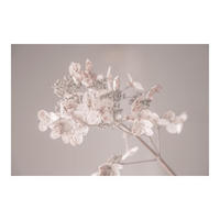 FOTOTAPETE Zarte weiße Hortensie 336/225 cm - Eichefarben, Papier (336/225cm) - Bilderwelten