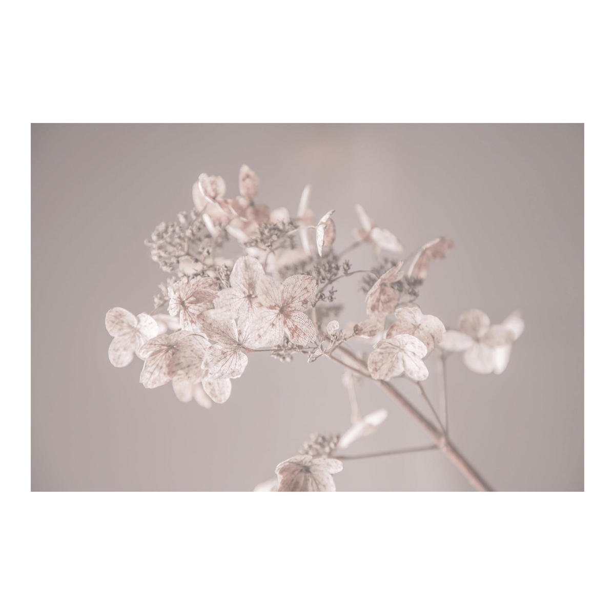 FOTOTAPETE Zarte weiße Hortensie 336/225 cm - Eichefarben, Papier (336/225cm) - Bilderwelten