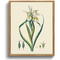 LEINWANDBILD mit Rahmen Iris Botanisch 20 x 25 cm - Multicolor, Holz (20/0.5cm)