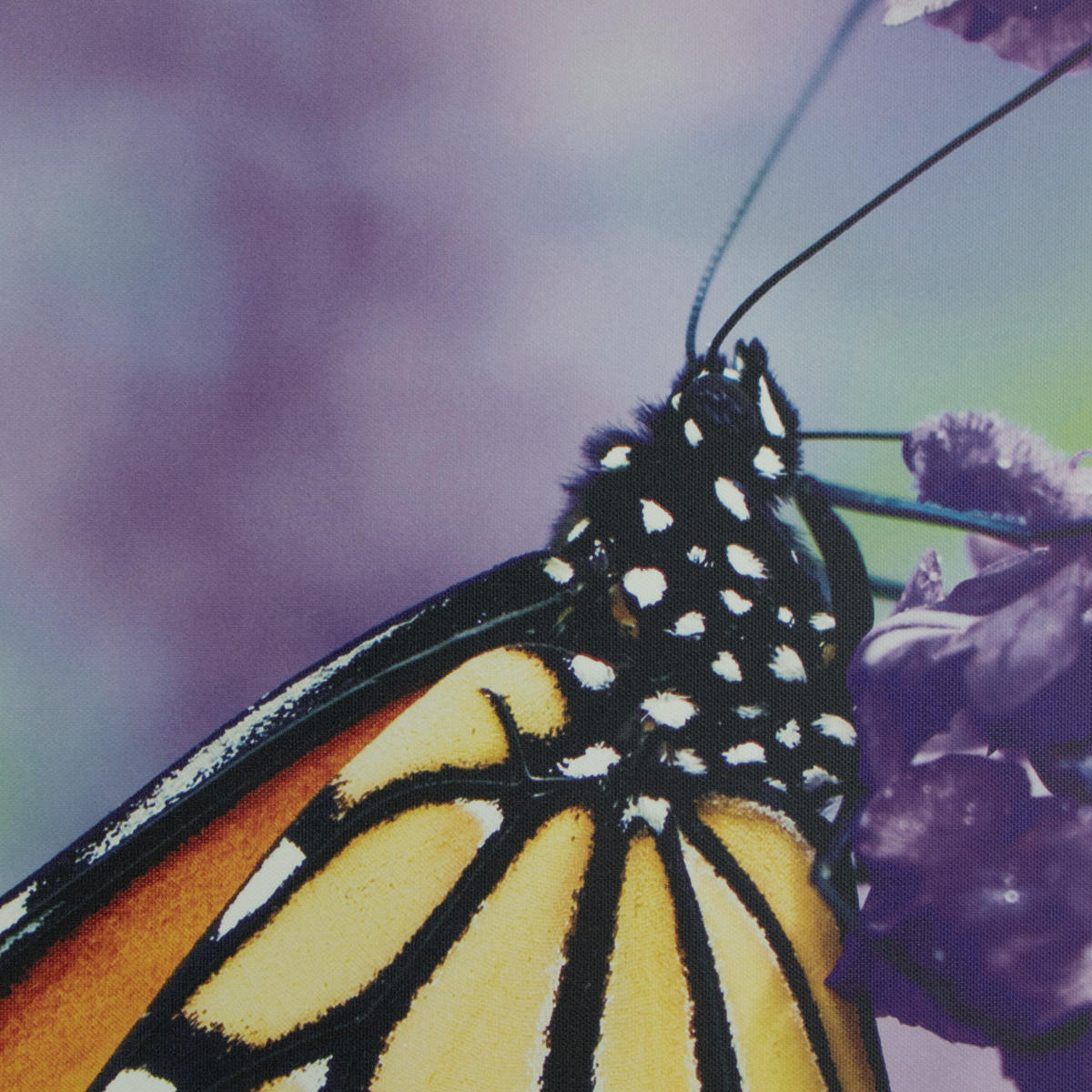 LEINWANDBILD Schmetterling 50x70cm - Multicolor, Kunststoff (70/1cm) - Art for the Home