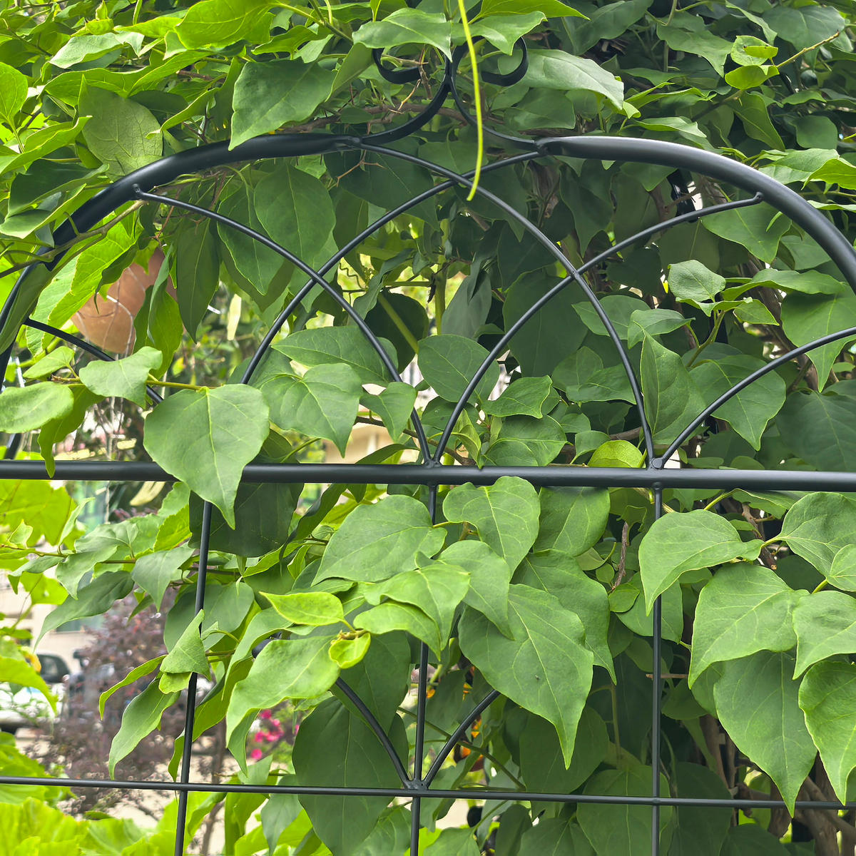 PFLANZGITTER 2er-Set aus Metall für Kletterpflanzen - Schwarz, Metall (50/180/9cm)