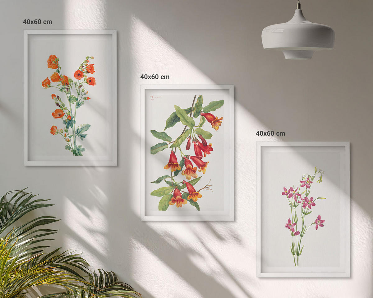 BILDER SET 3er Set - 40x60 cm Weißer Rahmen - Vintage-Retro-Blumenmalerei - Weiß, Kunststoff (40/60cm) - TULUP