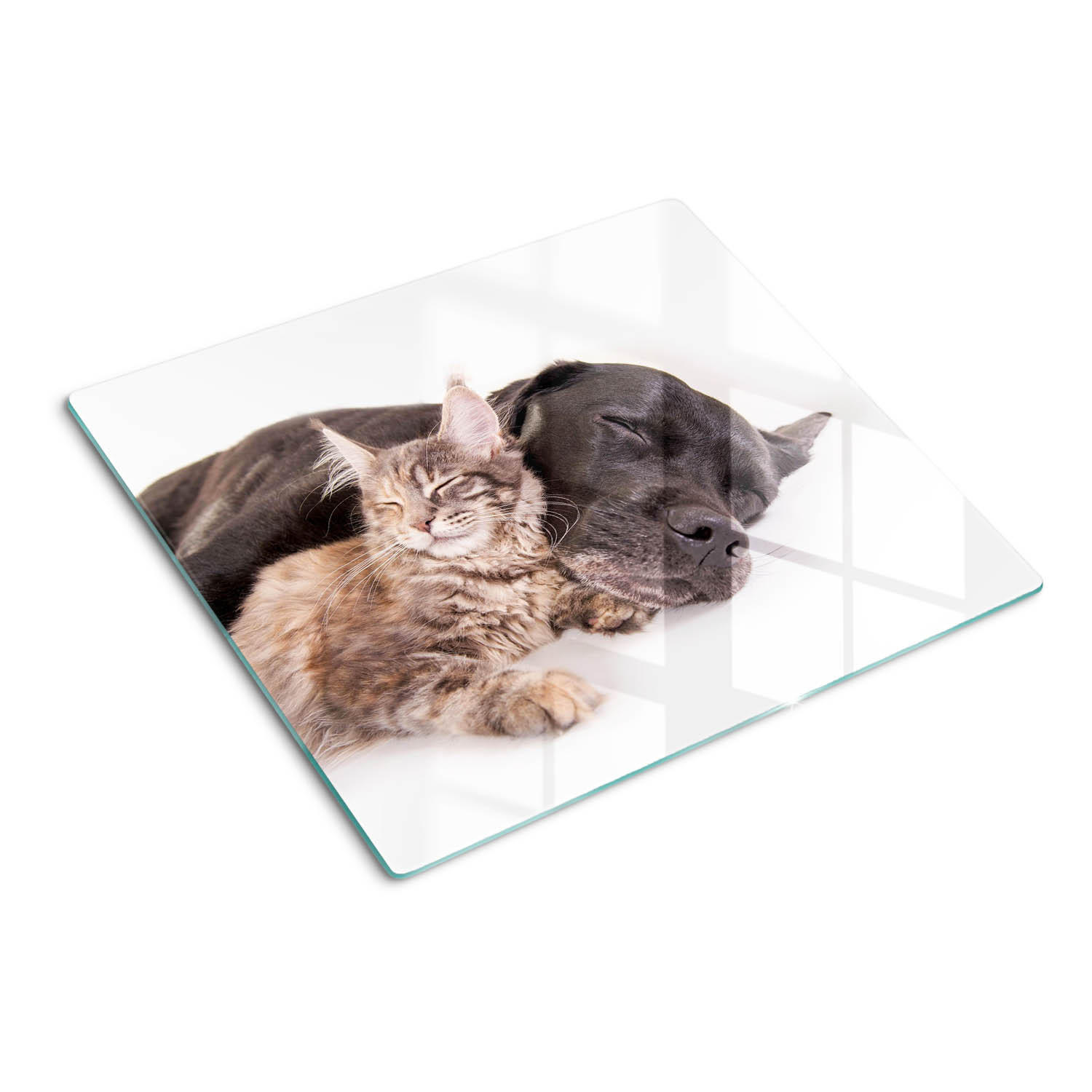 GLASPLATTE 60x52 cm Hund und Katze - Orange/Weiß, Glas (60/52cm) - TULUP