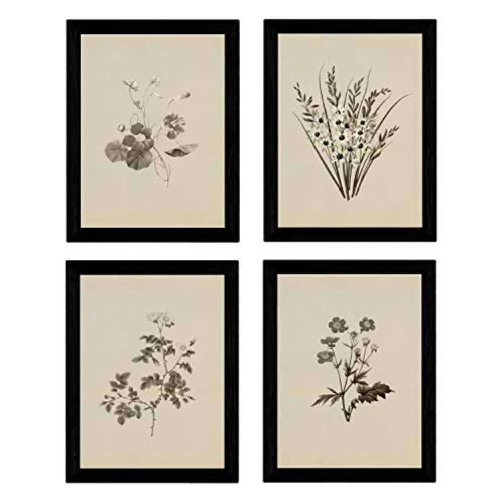 POSTER Set mit 4 Botanischen Stils Sensitive A3 Rahmenlos - Klar, Papier (29.7/3cm) - Nacnic