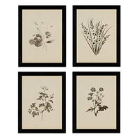 POSTER Set mit 4 Botanischen Stils Sensitive A3 Rahmenlos - Klar, Papier (29.7/3cm) - Nacnic