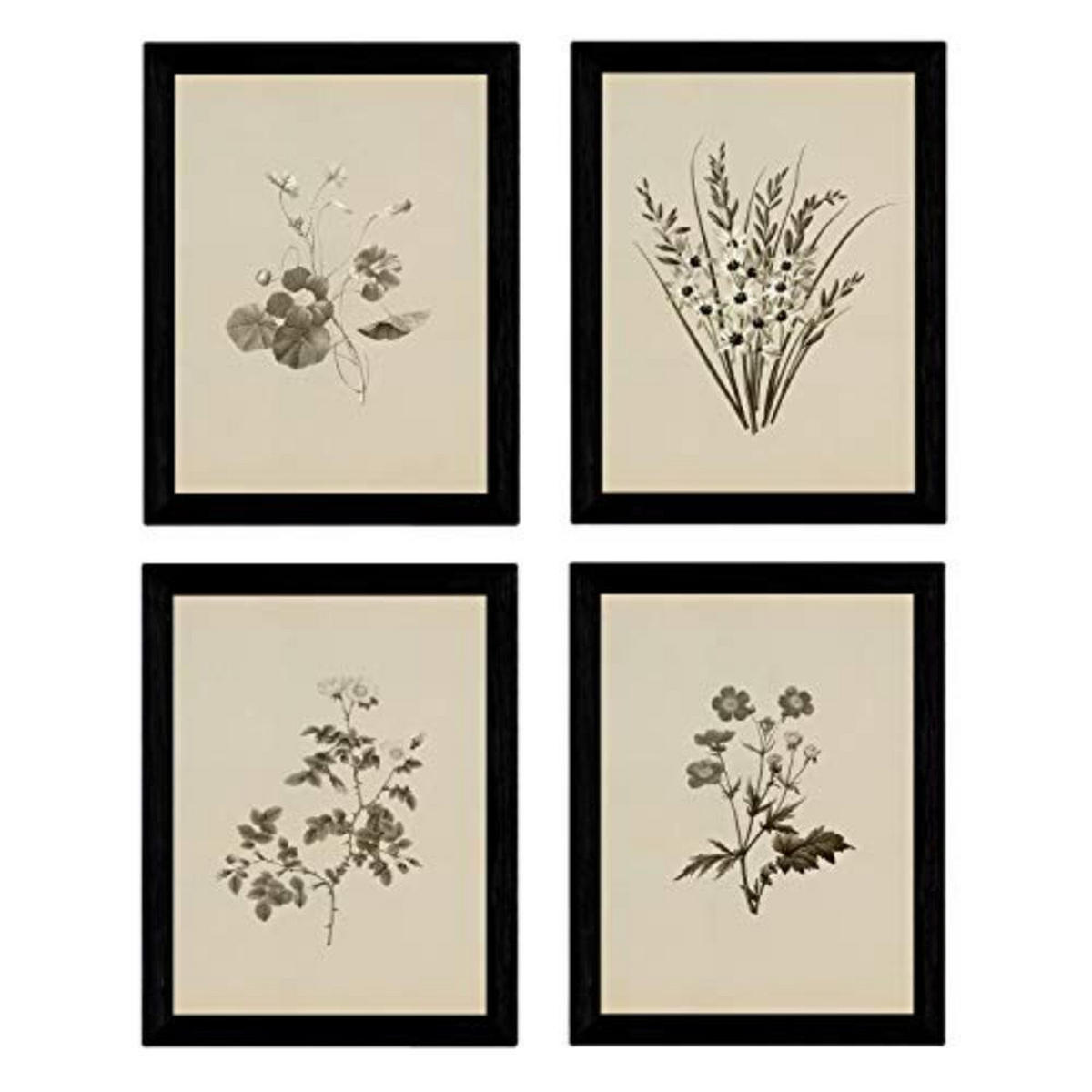 POSTER Set mit 4 Botanischen Stils Sensitive A3 Rahmenlos - Klar, Papier (29.7/3cm) - Nacnic