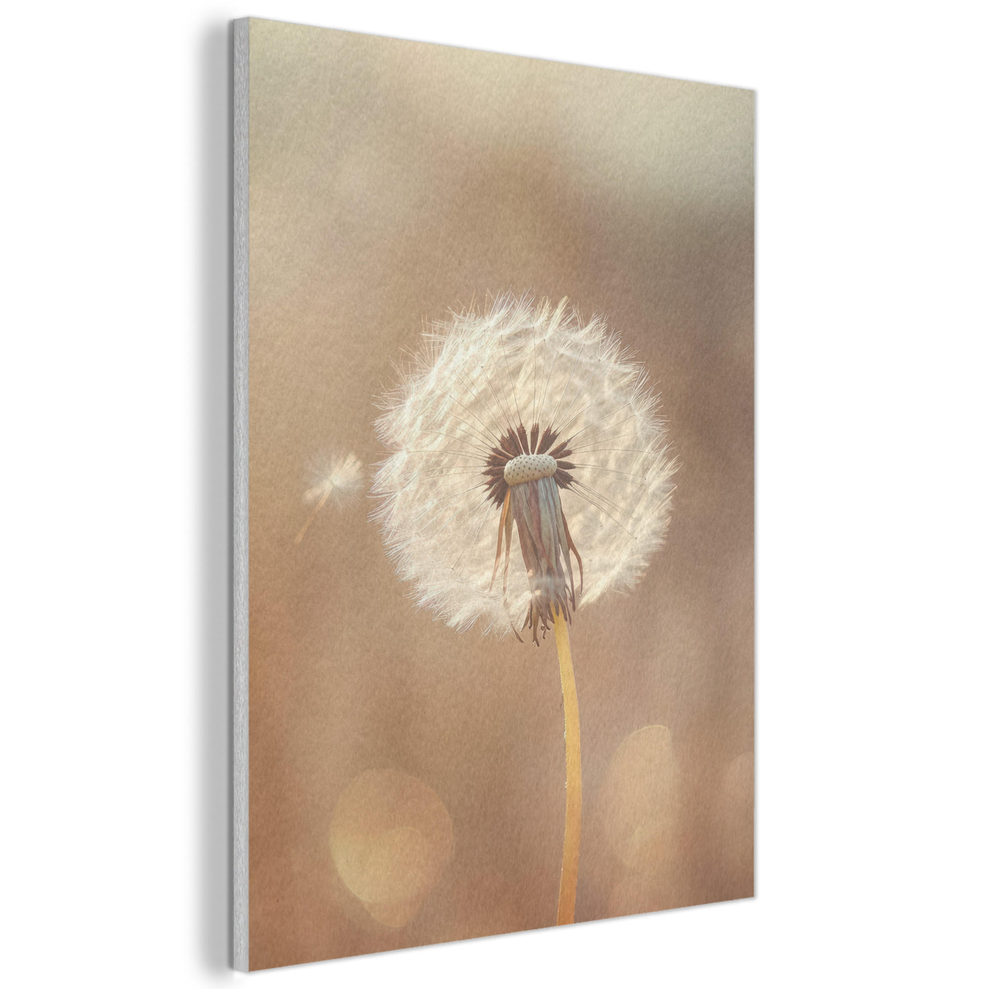 AKUSTIKBILD Löwenzahn - Beige - Natur - Blume Wandbilder 60x80 cm - Hellbraun, Kunststoff (60/80/0.9cm) - MuchoWow