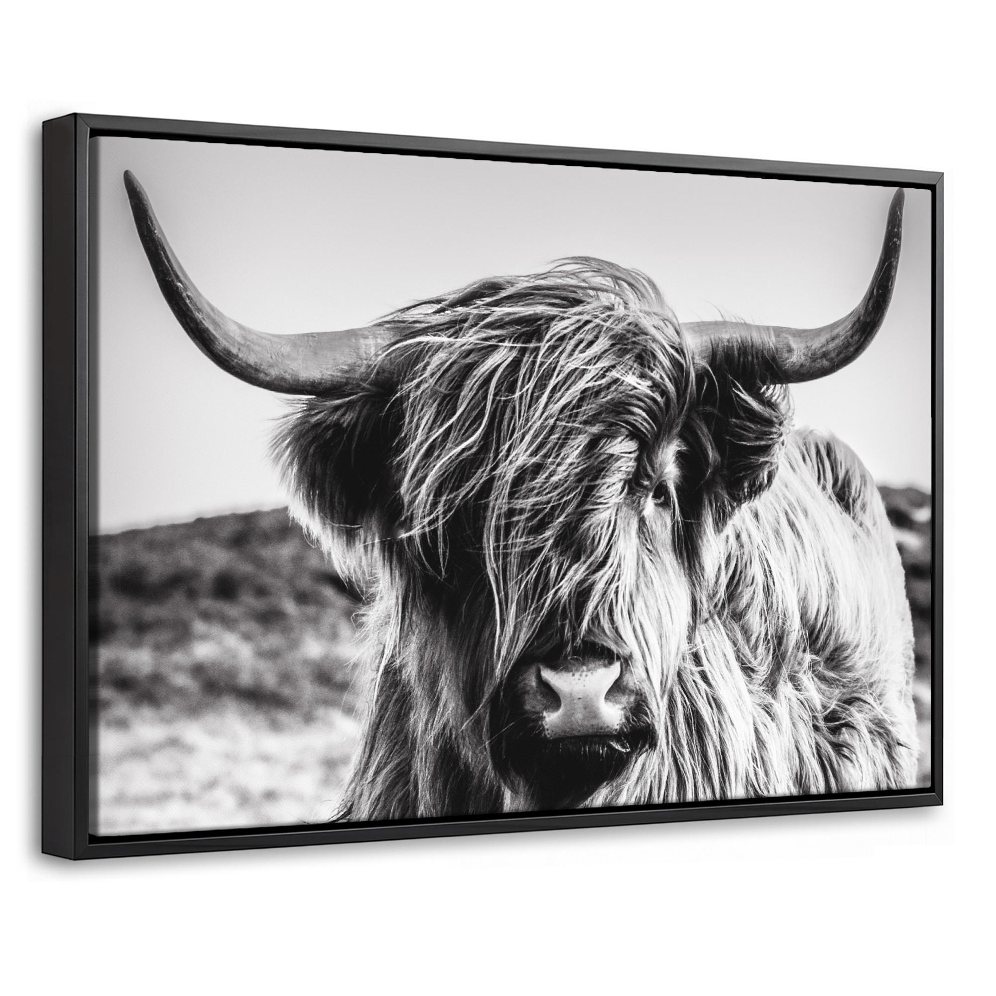 LEINWAND Bilder mit Rahmen - Kuh - Schottischer Hochländer - Schwarz - Weiß - Tier - Natur - Wildtiere - 60x40 - Schwarz, Textil (60/40cm) - MuchoWow