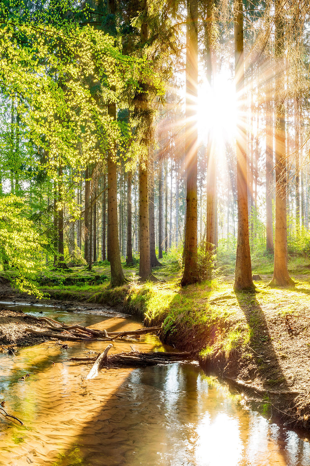 VERDUNKELUNGSROLLO 120x180 cm Sonne im Wald - Braun, Textil (120/180cm) - TULUP