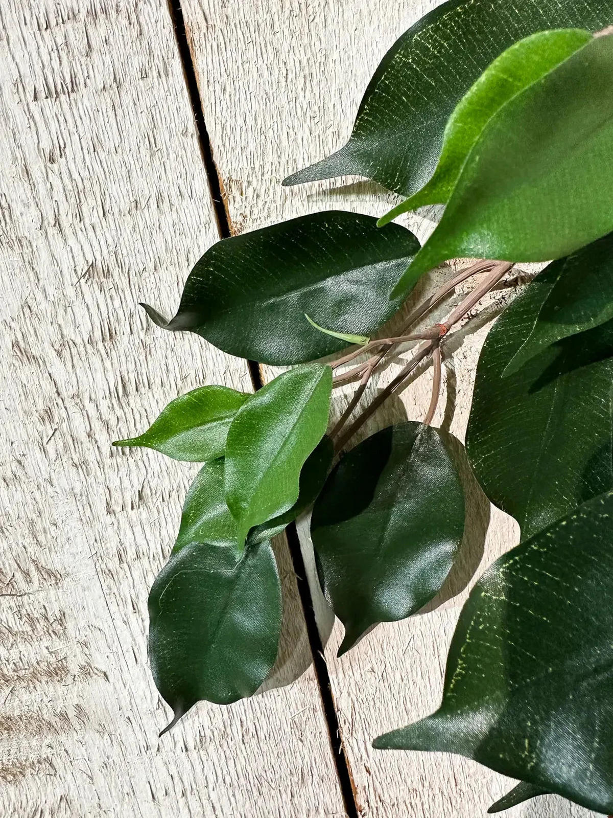 FEIGEN Künstlicher Ficus-Zweig - Georgia - Grün, Kunststoff (1cm) - aplanta