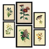 POSTER Set Mit 6 Dunkle Blumen In Vintage A3 & A4 Rahmenlos - Klar, Papier (29/3cm) - Nacnic