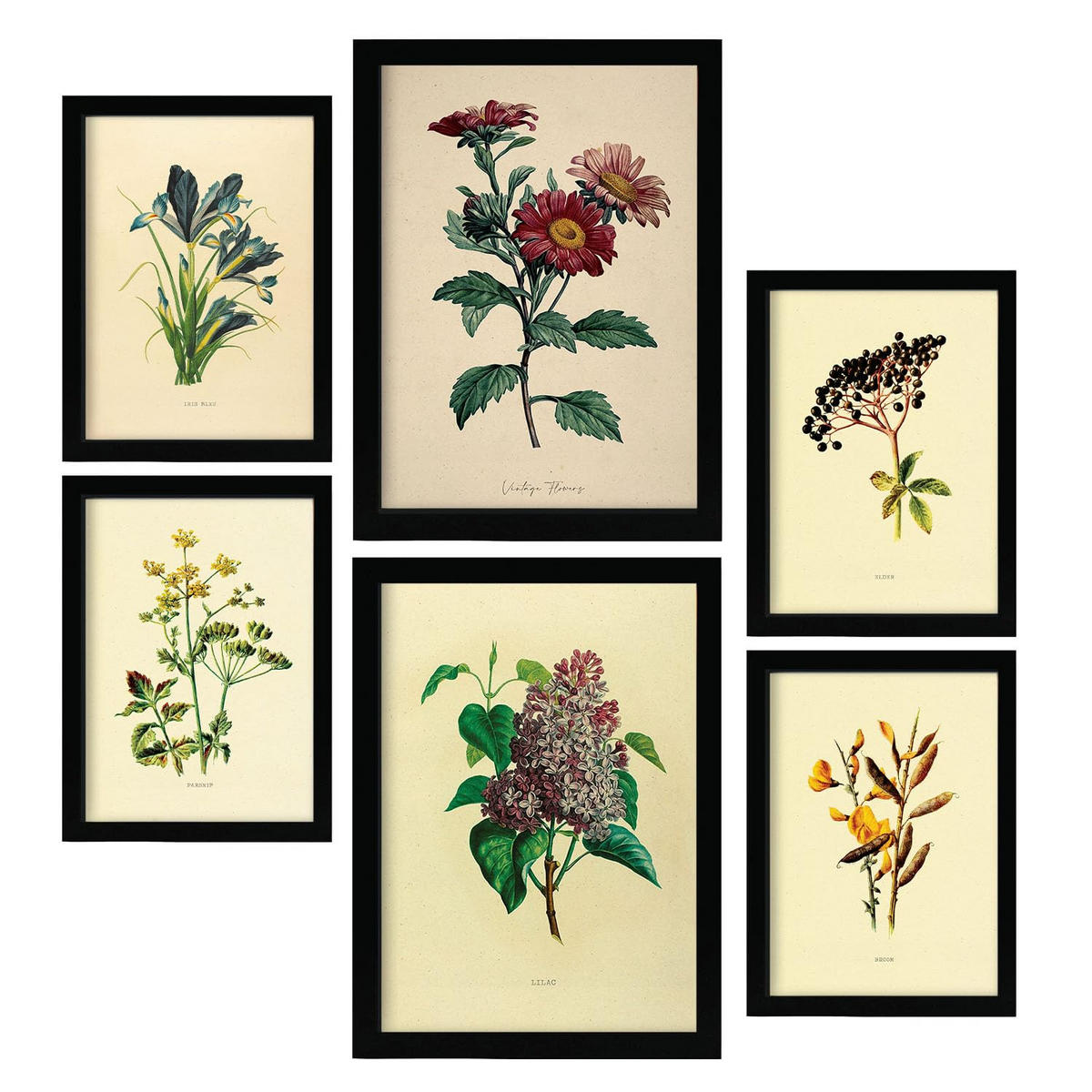 POSTER Set Mit 6 Dunkle Blumen In Vintage A3 & A4 Rahmenlos - Klar, Papier (29/3cm) - Nacnic