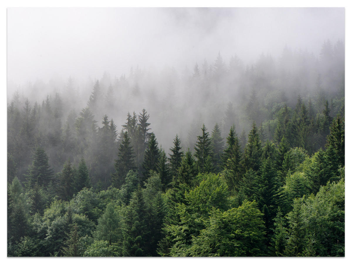 FOTOTAPETE für Wohnzimmer Nadelbäume Nebelwald Grün 200x140 - Grau/Grün, Papier (200/140cm) - Muralo