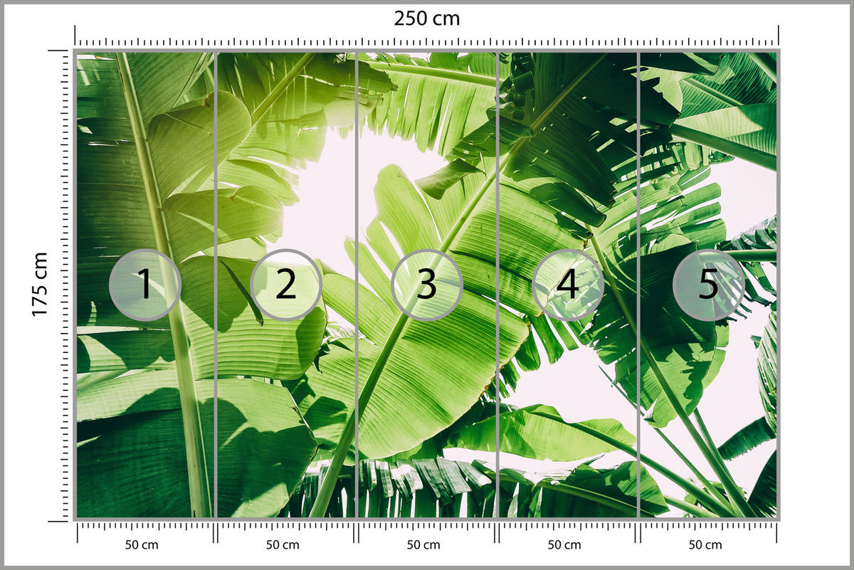 FOTOTAPETE für Wohnzimmer Bananenpflanze Grüne Blätter Tropisch 250x175 - Weiß/Grün, Papier (250/175cm) - Muralo