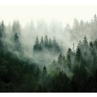 FOTOTAPETE Berglandschaft mit Bäumen 270 x 300 cm - Grün, Papier (270/300cm) - Sanders & Sanders