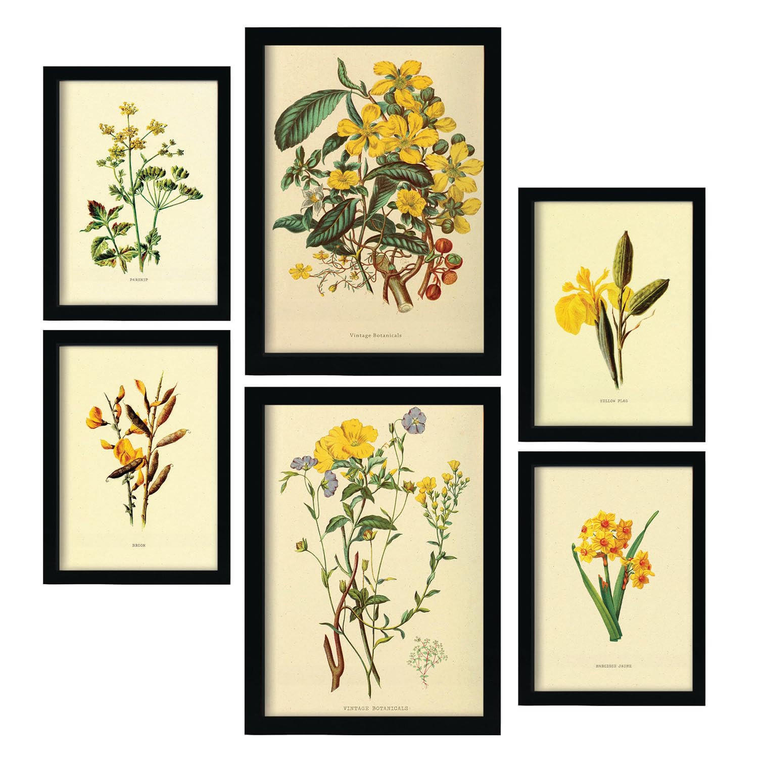 POSTER Set Mit 6 Gelbe Blumen 2 In Vintage A3 & A4 Rahmenlos - Klar, Papier (29/3cm) - Nacnic