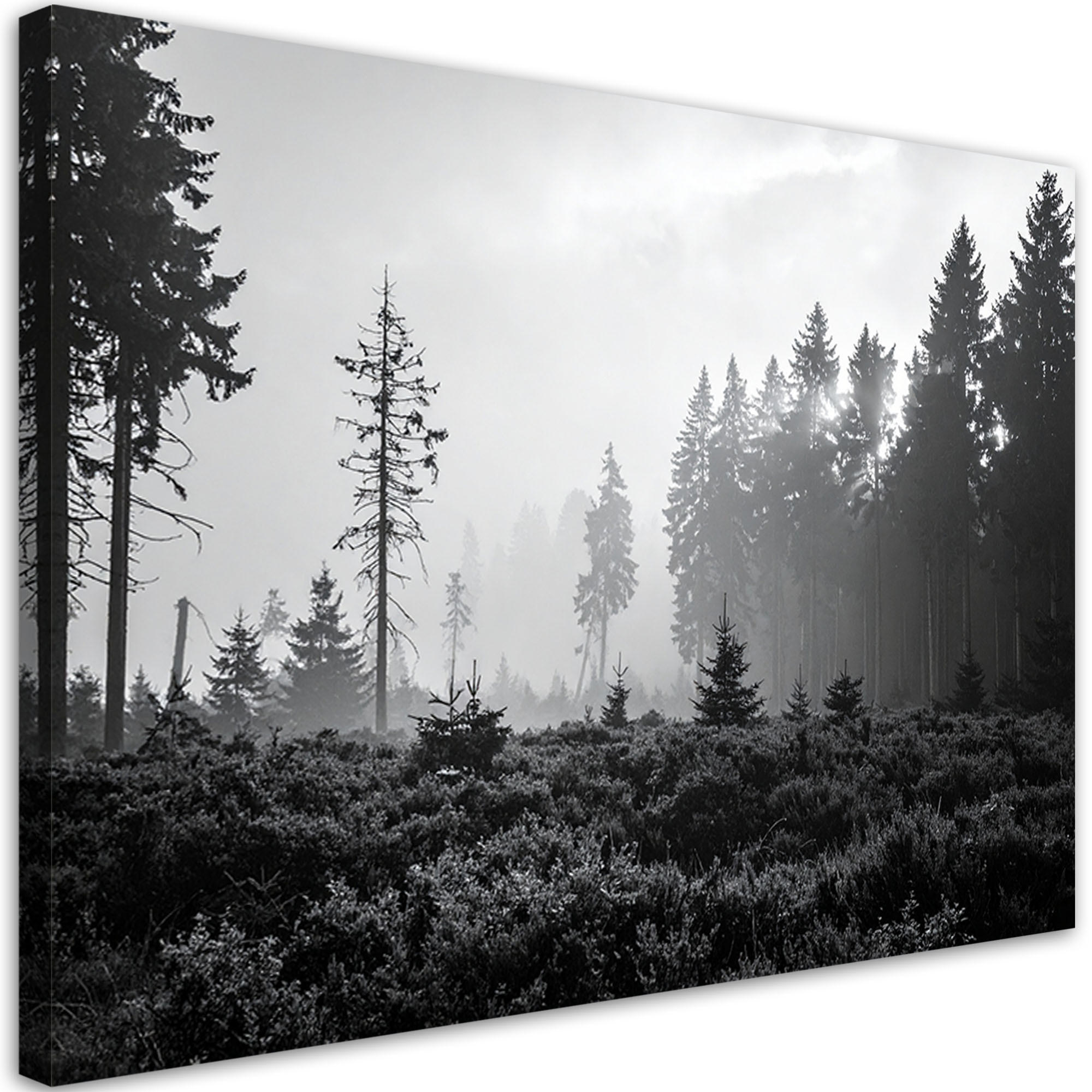 LEINWANDBILD Waldlandschaft schwarz-weiß 120x80cm - Schwarz, Textil (120/80cm) - Feeby