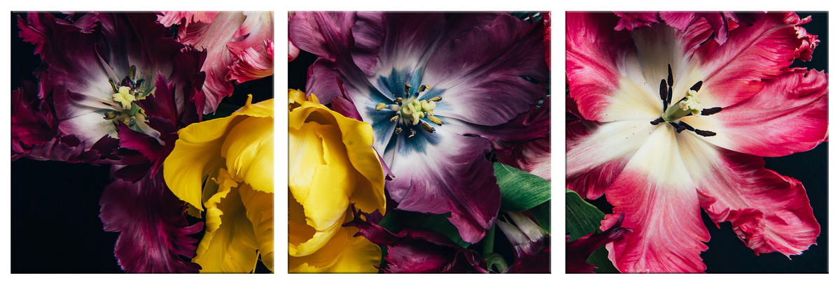 BILDER-SET aus Glas je 50x50 cm Tulpen rot pink - Gelb, Glas (150/50cm) - artissimo