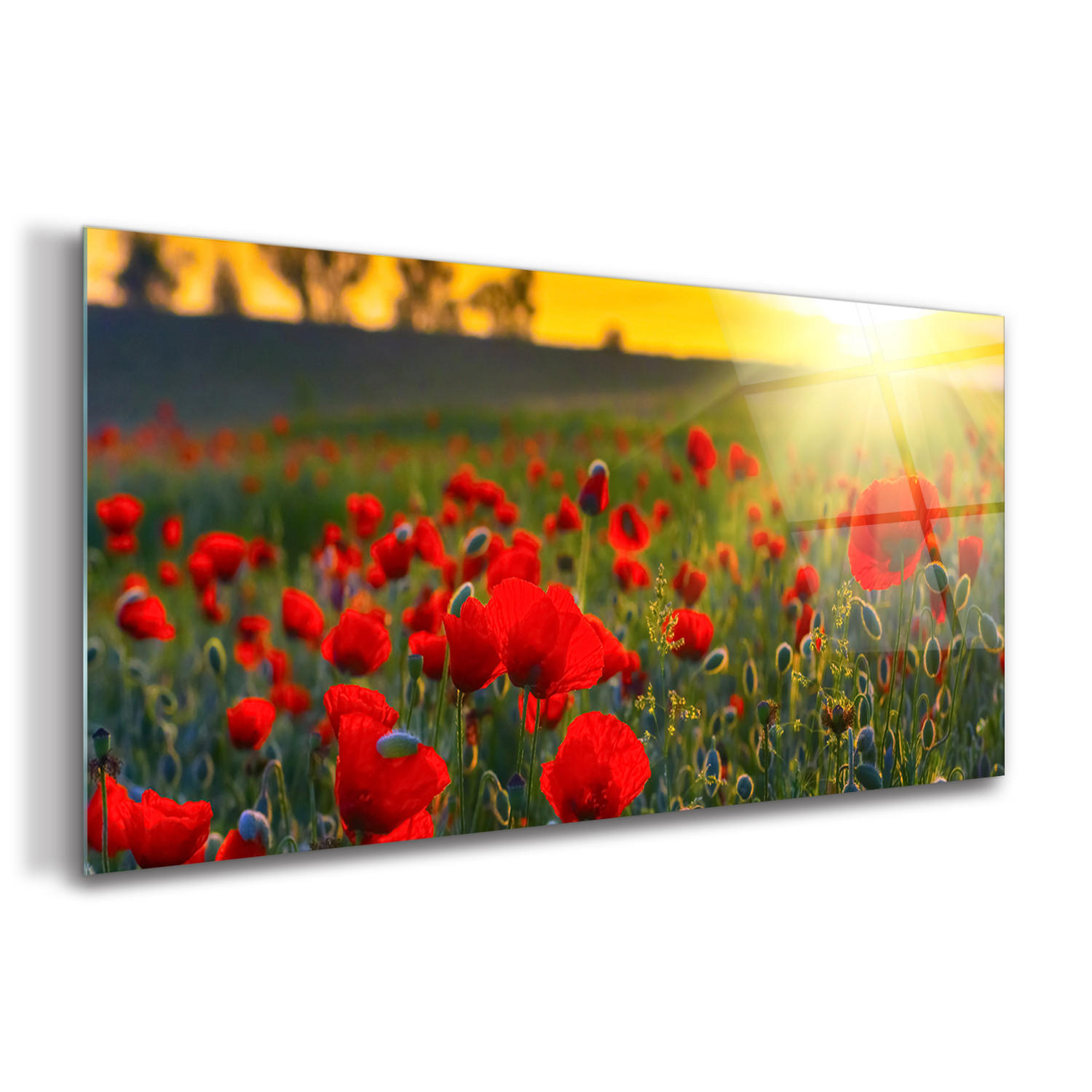 GLASBILD 120x60 cm Sonnenuntergangsfeld - Rot, Glas (120/60cm) - TULUP