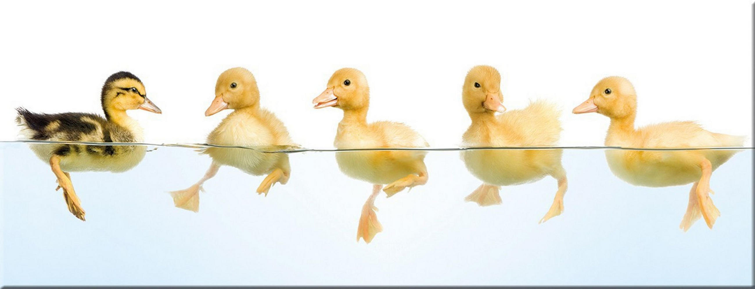 GLASBILD 80x30 cm lustig Gelb Weiß - Gelb, Glas (80/30cm) - artissimo