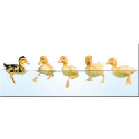 GLASBILD 80x30 cm lustig Gelb Weiß - Gelb, Glas (80/30cm) - artissimo