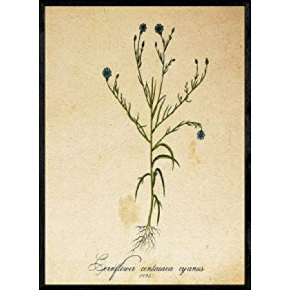 POSTER Kornblume. A4 Rahmenlos - Klar, Papier (29.7/5/21cm) - Nacnic