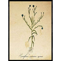 POSTER Kornblume. A4 Rahmenlos - Klar, Papier (29.7/5/21cm) - Nacnic